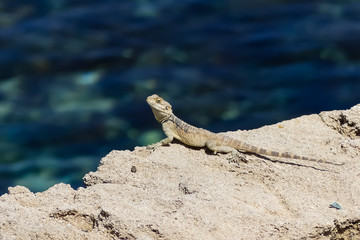 Large Agama lizard,  (Stellio stellio) basking on a rocky outcrop over the sea. Landscape image, with bokeh background and space for copy. Natural light. Cyprus.