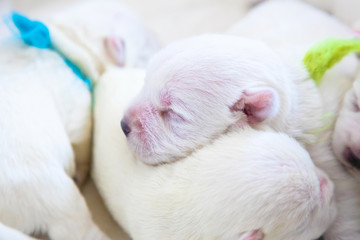 Fototapeta na wymiar Newborn puppies bread West Highland White Terrier or Westie sleeping next to each other in their basket