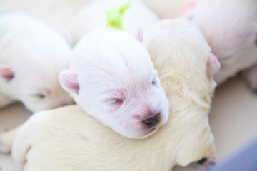 Newborn puppies bread West Highland White Terrier or Westie sleeping next to each other in their basket