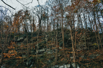 A Shot of a Steep Cliff Covered in Trees