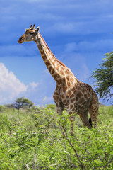Giraffe