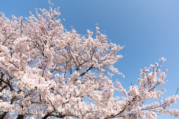 ソメイヨシノと青空