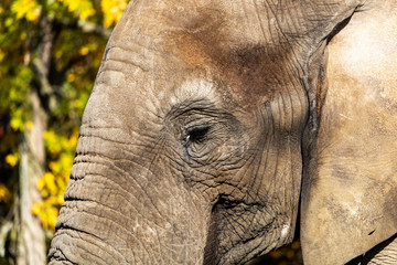 Éléphant d'Afrique au Zoo de Granby, Québec Canada