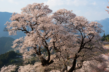 山間の桜