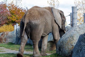 Éléphant d'Afrique au Zoo de Granby, Québec Canada