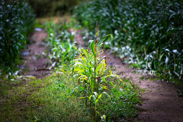 Close-up of plant growing between the fields
