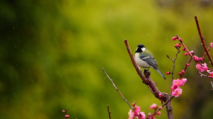 梅の木にとまるシジュウカラ