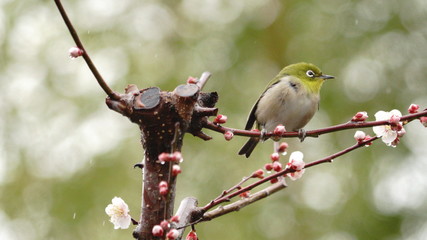 梅の花とメジロ
