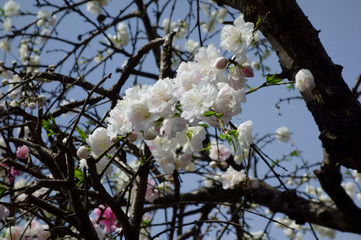青空に映える、華麗で優美な艶やかな白梅の花々