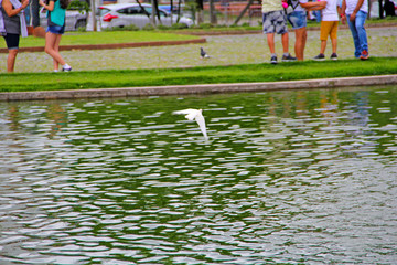 Obraz na płótnie Canvas bird in pond