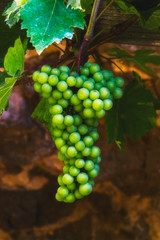 grapes on the vine