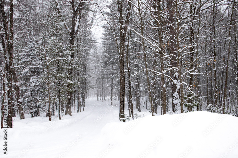 Wall mural snow covered forest road in a february snowstorm in wausau, wisconsin getting one to two inches an h