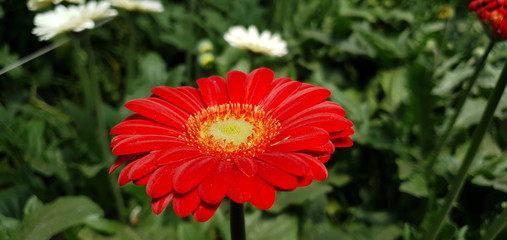 red flower in garden