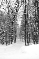 Snow covered road  in a February snowstorm in Wausau, Wisconsin getting one to two inches an hour, black & white