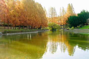 紅葉するメタセコイアと池のある公園の朝の風景