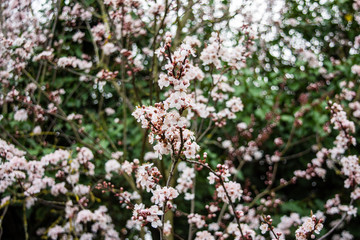 2 branches of a cherry plum prunus cerasifera with pink white blossom crossing each other  against a background of other branches of blossom
