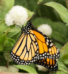 Bright orange Monarch butterfly on a white flower. 