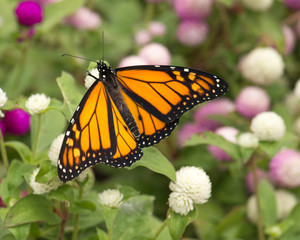 Monarch butterfly with wings spread surrounded by colorful flowers.