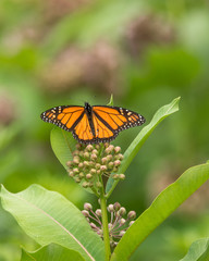 Back view of an orange Monarch butterfly with wide open wings on a green flower.