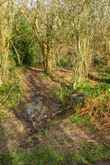 A rough muddy path with a large puddle and abandoned wheel running through some woodland in winter sun