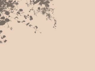 Shadow leaf on coral background