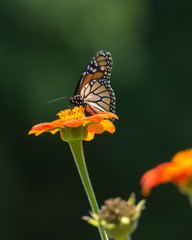 Monarch butterfly eating nectar from a bright orange zinnia flower.