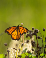 Majestic, vibrant, orange Monarch butterfly sitting on a zinnia flower.