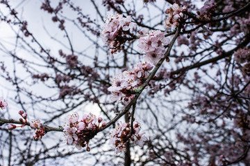 A branch of cherry plum prunus cerasifera blossom  in close foreground focus against grey sky and other branches of blossom blurred