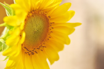 向日葵の眼差し