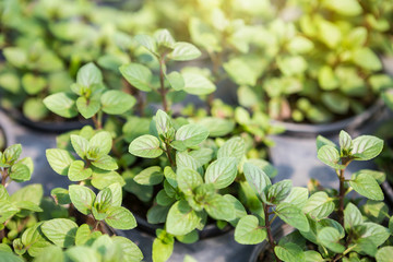 Black mint plant from nursery plant hous, outdoor day light, agriculture and organic garden, healthy food, fresh herb