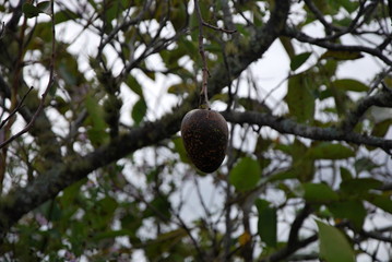 Everglades National Park, Florida