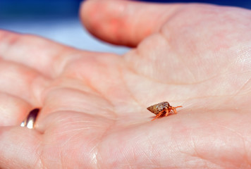 a small crab crawls along the arm