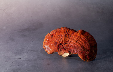 Lingzhi mushroom (Reishi) on rustic black background. Belong to the genus Ganoderma. Traditional...