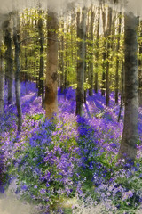 Digital watercolor painting of Beautiful morning in Spring bluebell forest with sun beams through trees