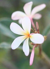 Fototapeta premium frangipani flower on green background