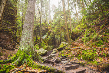 Fototapeta premium Wald Wandern Sonne