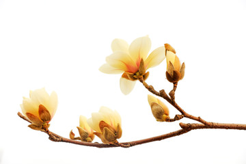 Magnolia flower in a white background