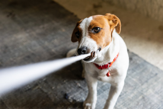 Young Jack russel terrier with necklace plays with a peace of clothing  andloking up to the master. Playfull dogs breeds.