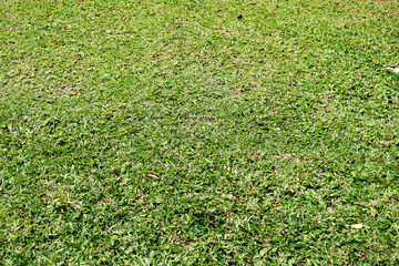 green grass and background