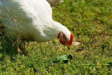 Chicken eating a leaf in the field
