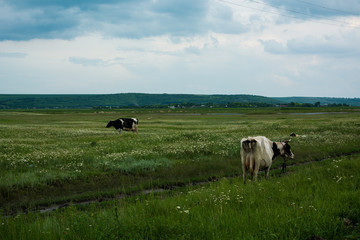 Two calm cows free in the field, open sky