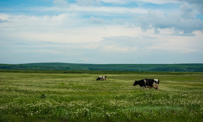 Two free cows eating in the field, with a spectacular sky
