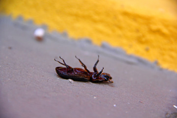Bug