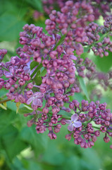 Fototapeta na wymiar Purple flowers in the garden. Blurry bunch of pink lilac flowers closeup with bokeh background of green foliage. Purple blossoms and flower buds of lilac bush in garden at springtime. Defocused floral