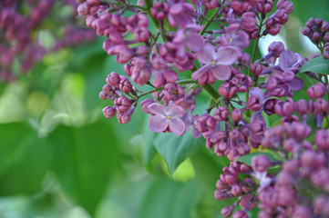 Purple flowers in the garden. Pink bunch of lilac flowers and flower buds closeup with blurred background of green foliage. Purple blossoms of lilac bush in garden at springtime. Floral backdrop.