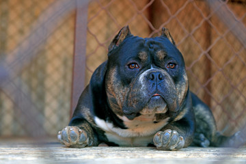 bully pitbull Close-up photos