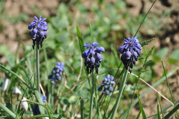 Closeup of tiny purple blue flowers of muscari plant growing on flowerbed in garden. Wildflower hyacinth with small blue blooms of inflorescence on long stems with blurry background. Springtime nature