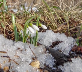 white snowdrops sprout from the snow in the spring garden