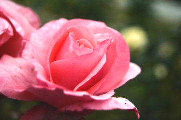 Pink rose in bloom on a spring day