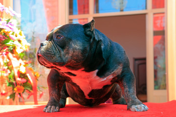 bully pitbull Close-up photos